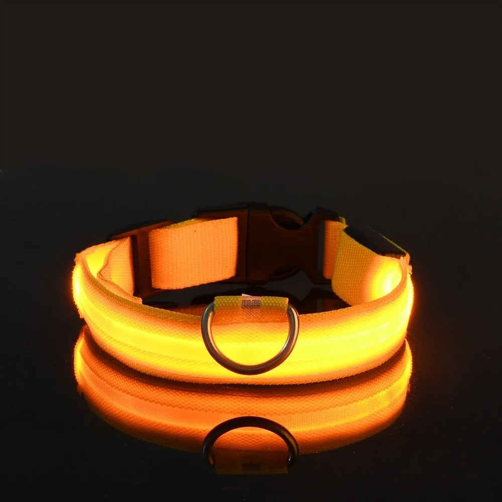 Collier et laisse lumineux pour chien