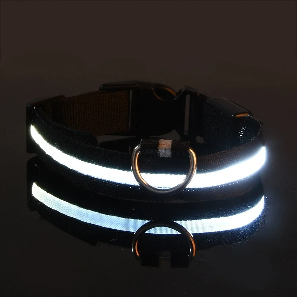 Collier et laisse lumineux pour chien