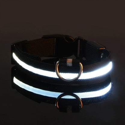 Collier et laisse lumineux pour chien