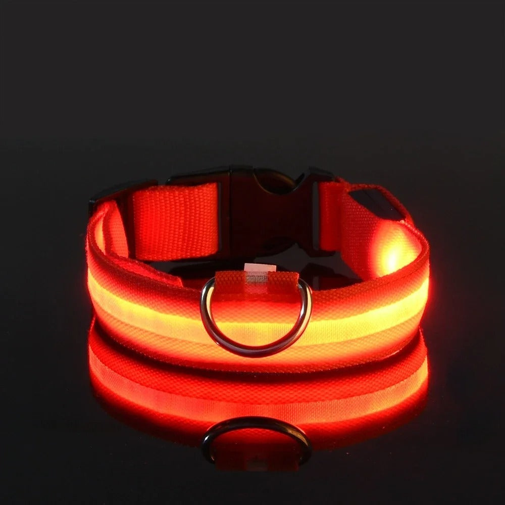 Laisse et collier lumineux rechargeable pour chien