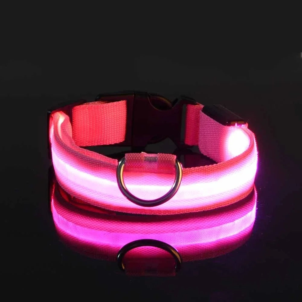 Collier et laisse lumineux pour chien